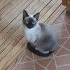 aysebee